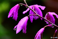 紫蘭の花も雨にうな垂れる  21-321