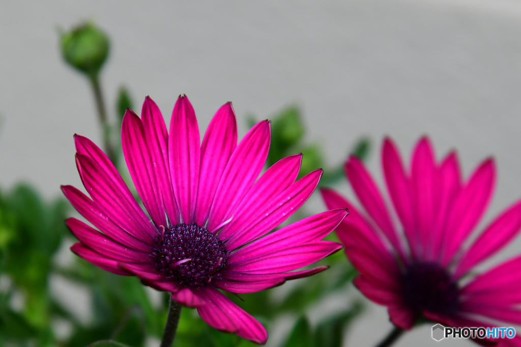 花開いたオステオスペルマムの花 22-145 