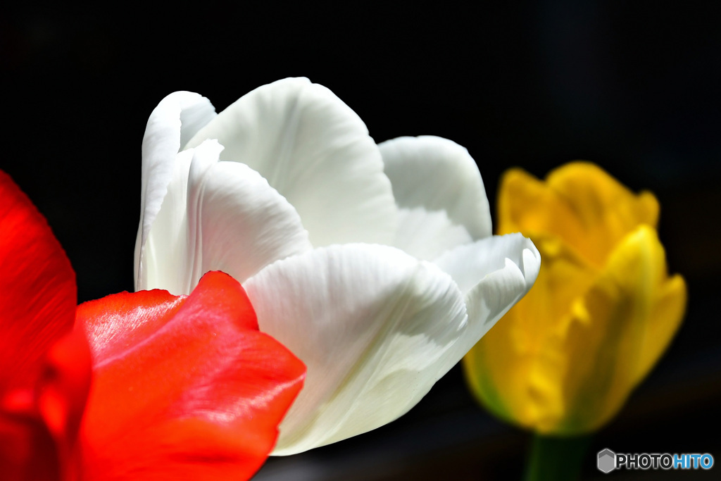 庭に咲いたチューリップの花 22-191  