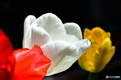 庭に咲いたチューリップの花 22-191  