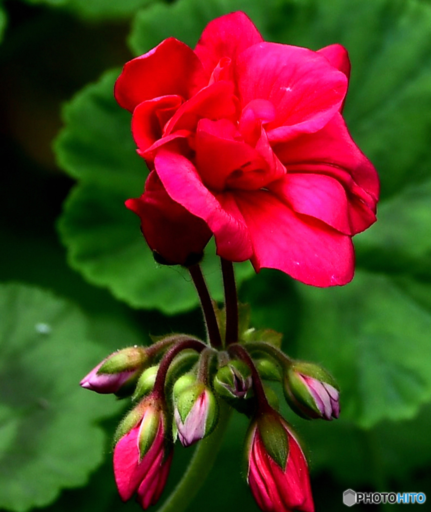  庭に咲いた赤い花