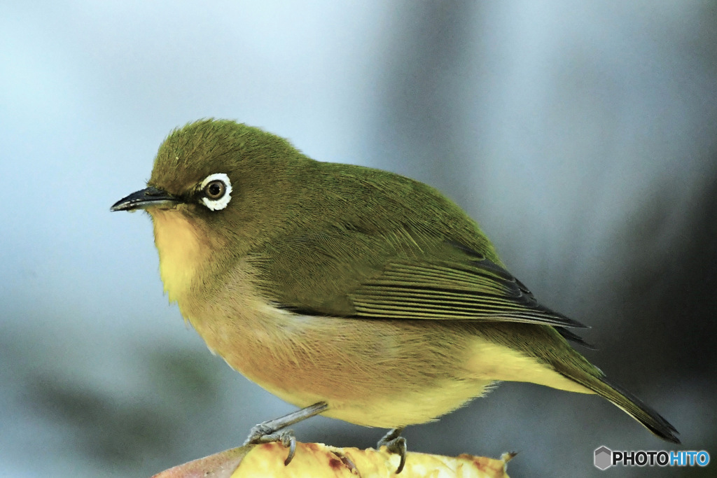 野山の鳥 メジ君