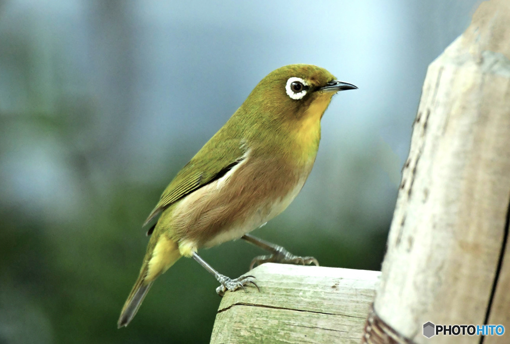 野山の鳥  メジ君