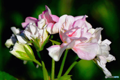 春  庭に咲いた花 