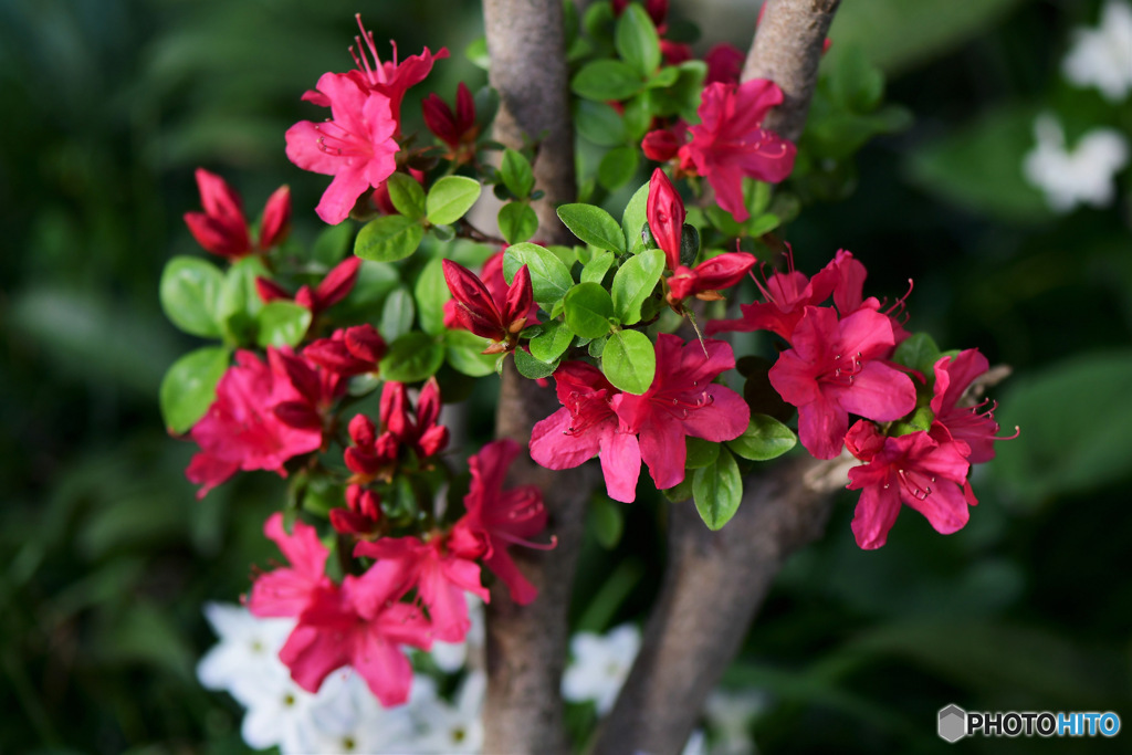 庭に咲いたつつじの花 23-174