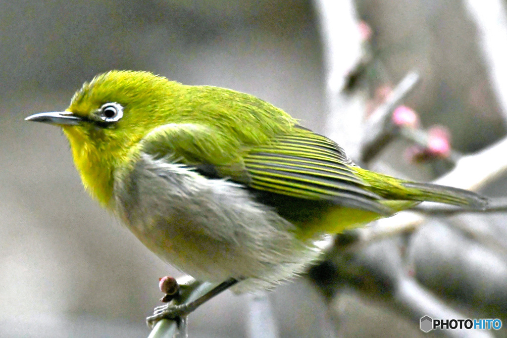 野山の鳥 23-140  メジ君