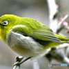 野山の鳥 23-140  メジ君 