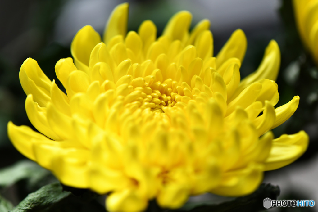 秋の花 22-456  黄色い菊