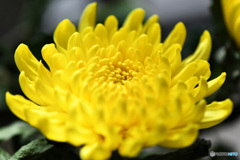秋の花 22-456  黄色い菊