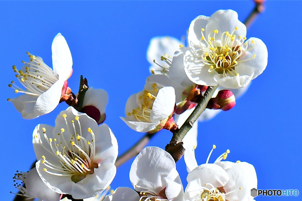 青空と白梅の花  22-131 