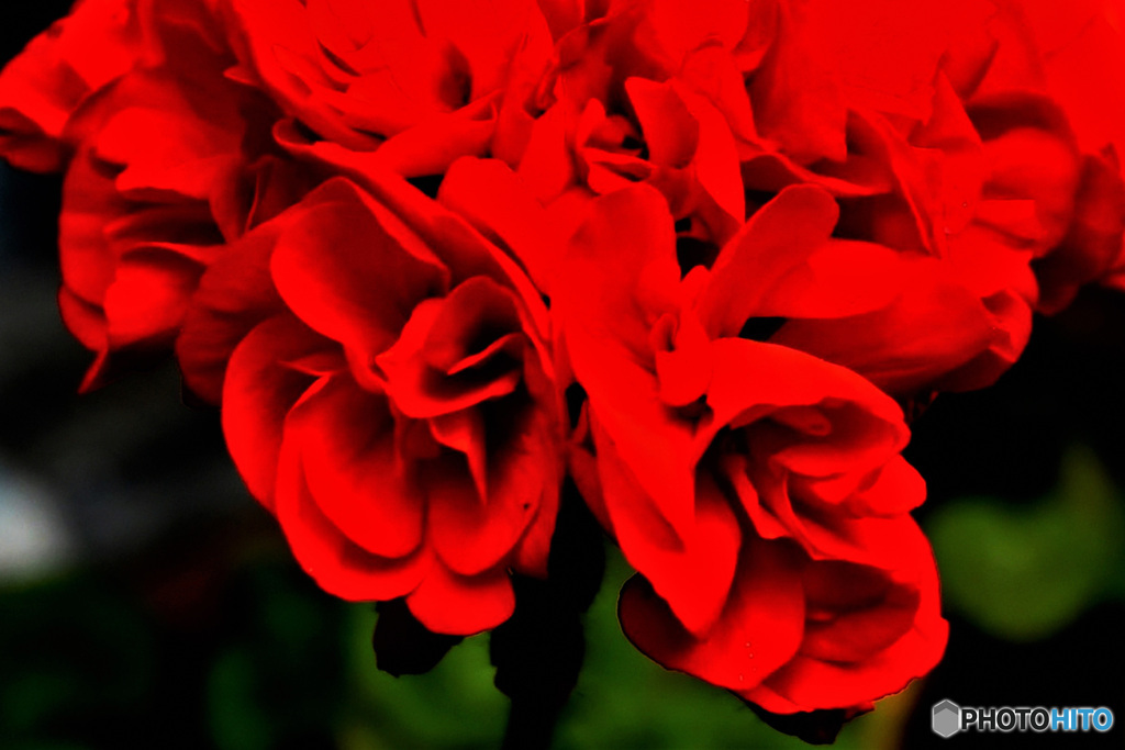 庭に咲いたゼラニュームの花  695
