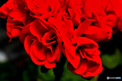 庭に咲いたゼラニュームの花  695