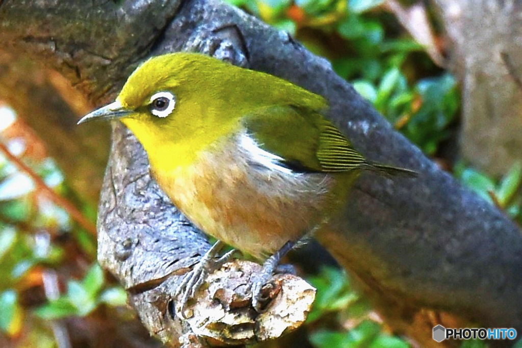 野山の鳥  メジロ 