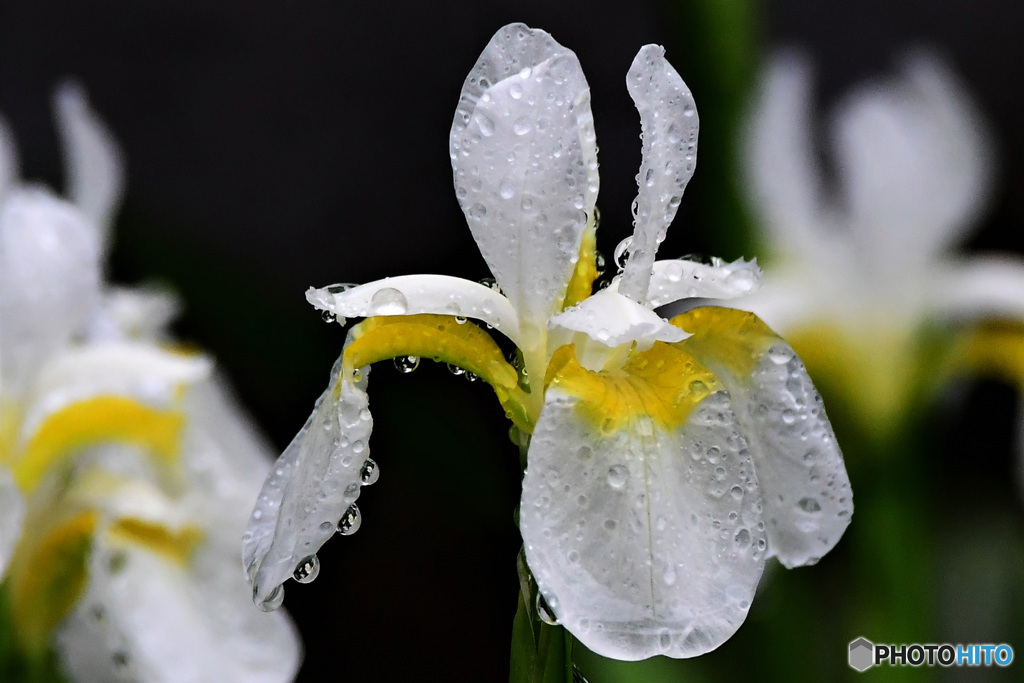 雨に濡れた白アヤメの花  21-323