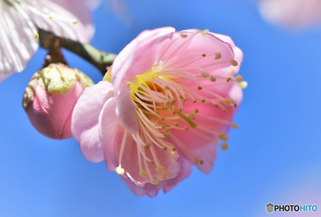 庭に咲いた紅梅 23-072  