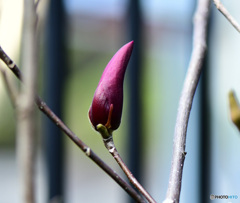 庭に咲く紫木蓮の蕾 22-151