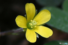 庭に咲いた花   21-381