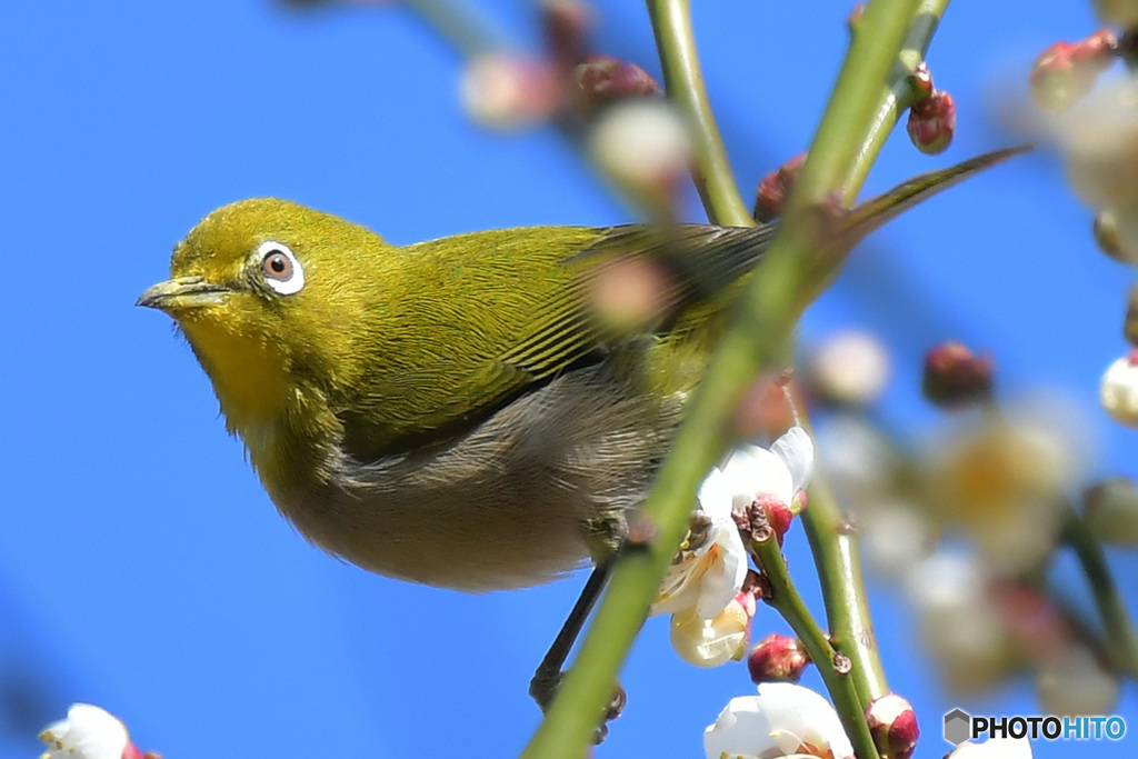 野山の鳥 21-326  メジ君