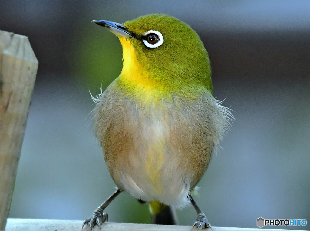 野山の鳥 23-028  メジ君