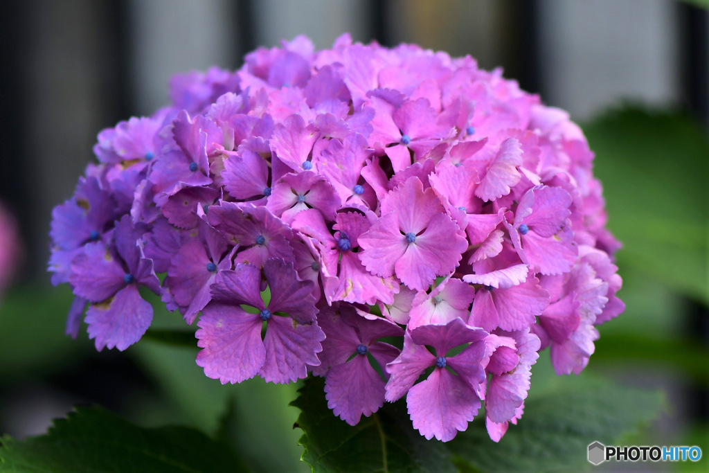 あじさいの花 23-234 