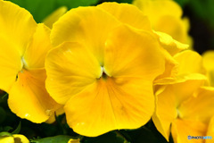 春に咲いた黄色の花  