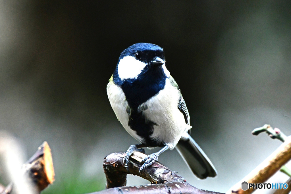 野山の鳥  四十雀さん