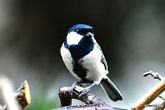 野山の鳥  四十雀さん