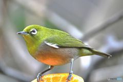 野山の鳥  メジロ