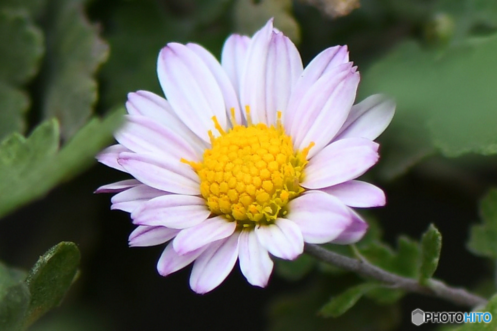 庭に咲いた小菊 22-502