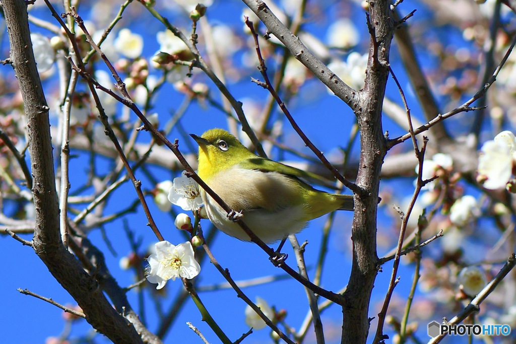  2026年初メジロと白梅と青空  