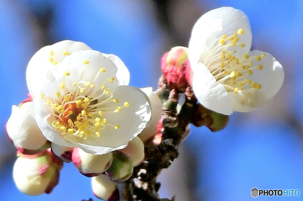 庭に咲いた白梅の花  