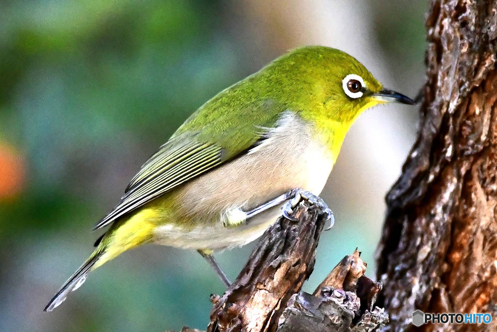 野山の鳥  メジロ