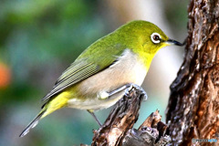 野山の鳥  メジロ