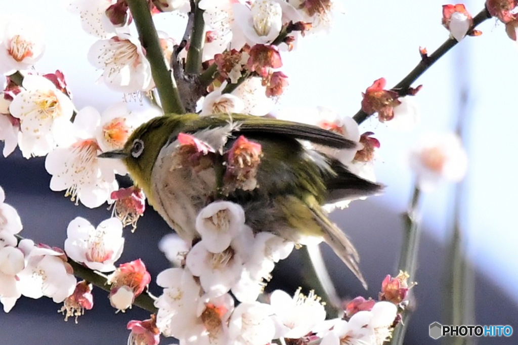 野山の鳥  メジロ
