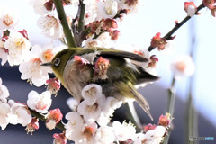 野山の鳥  メジロ  