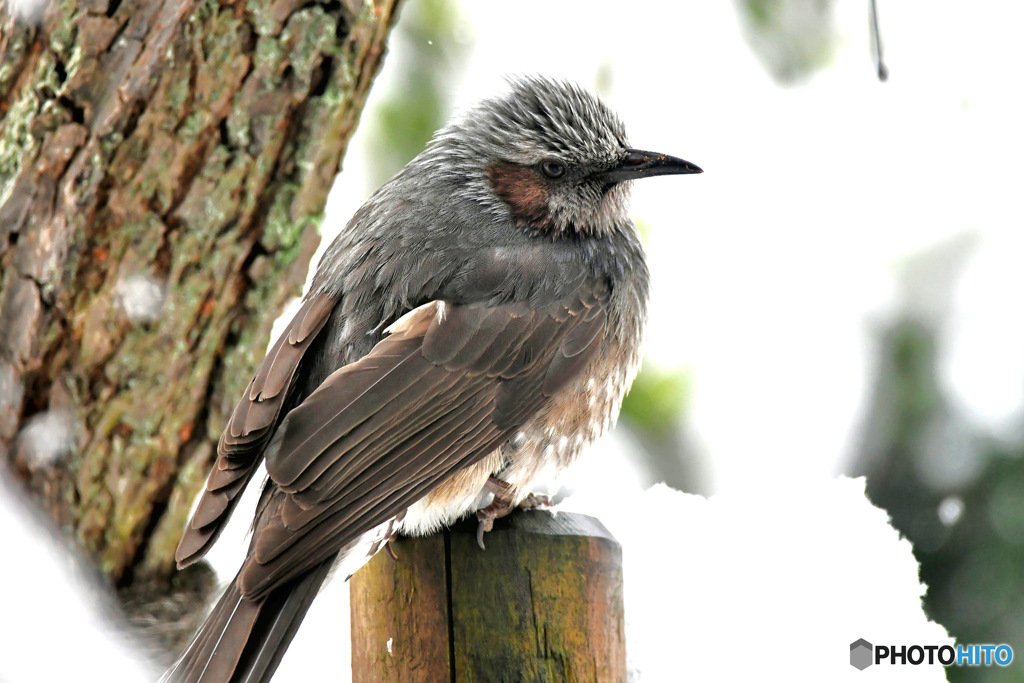 ヒヨドリも寒くて丸くなる
