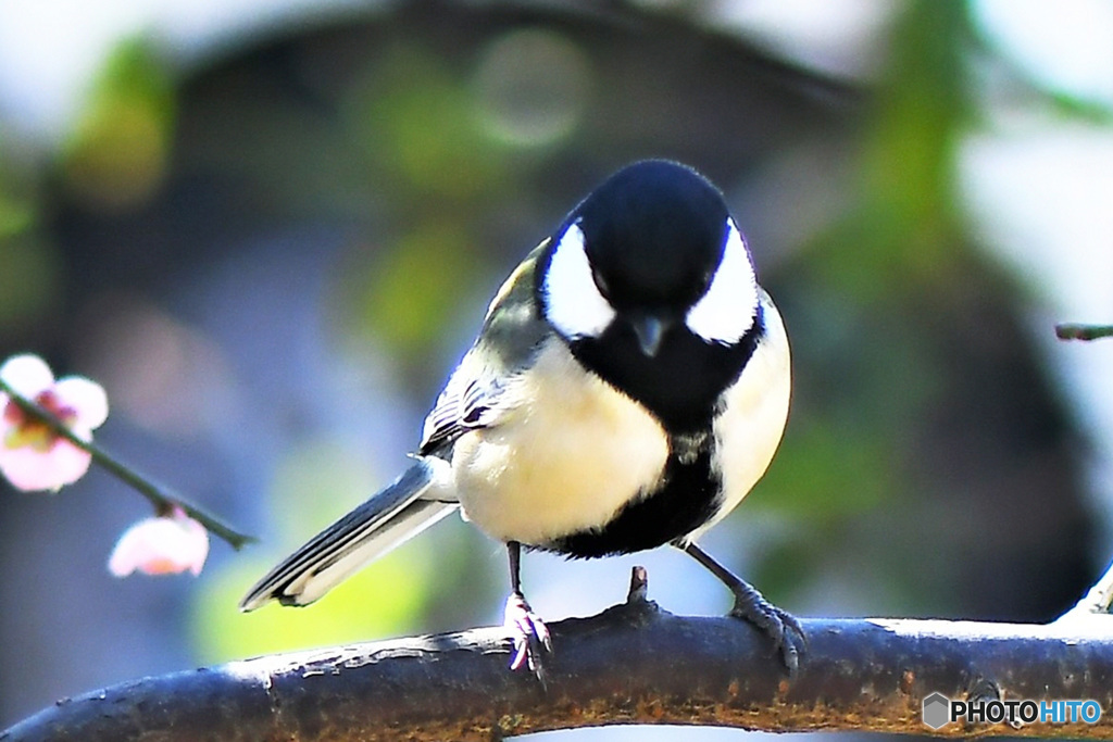 野山の鳥  シジュウカラ