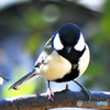 野山の鳥  シジュウカラ