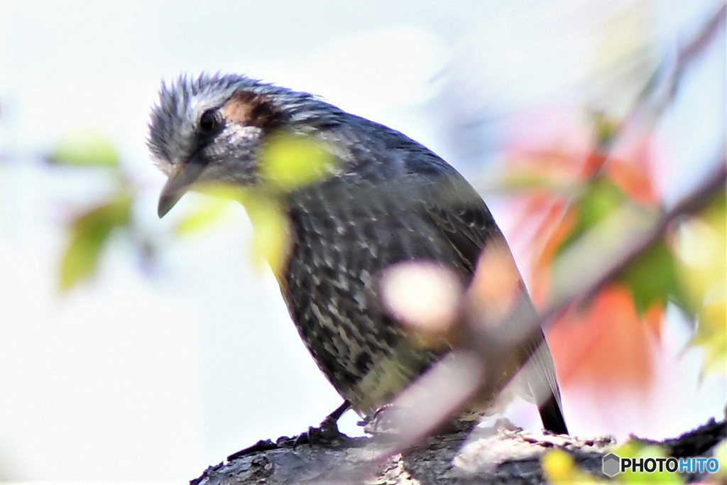 こんにちは   21-205