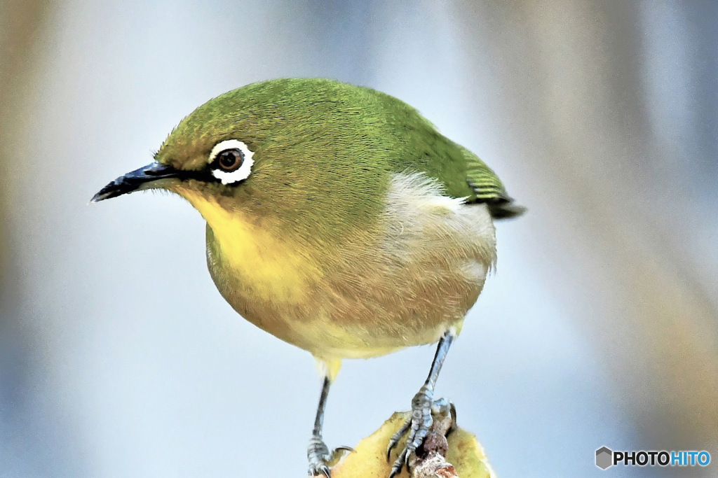野山の鳥 メジ君