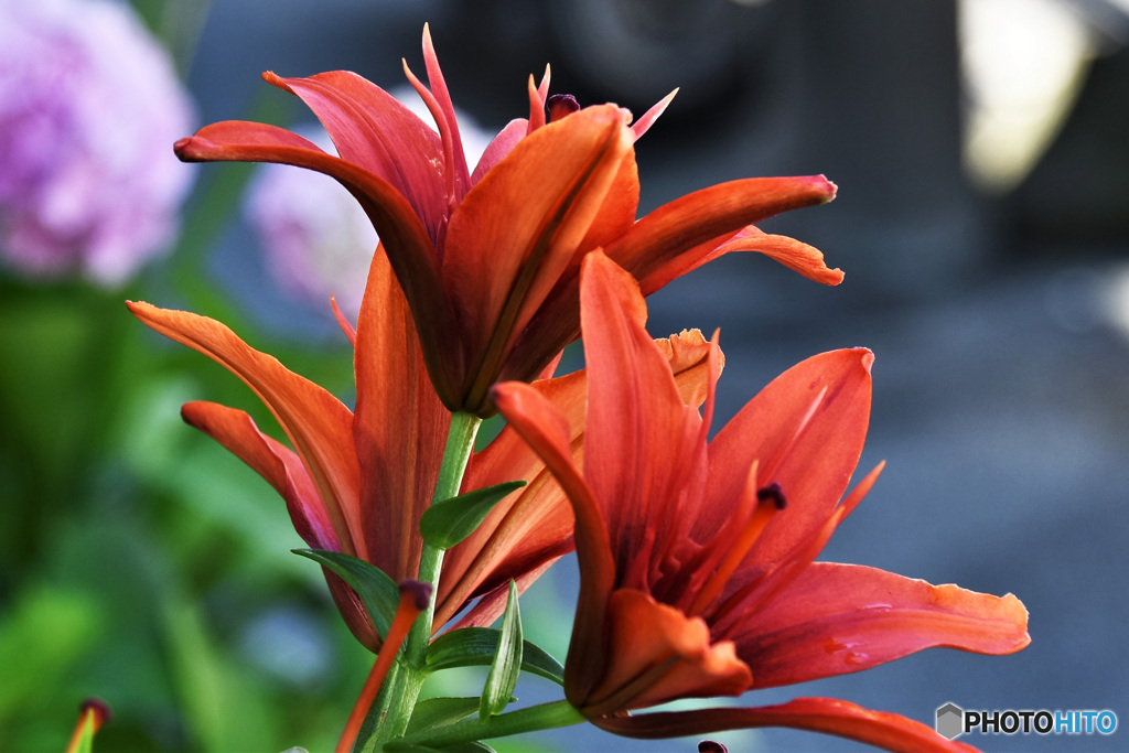 6月頃ご近所に咲いた花  21-610