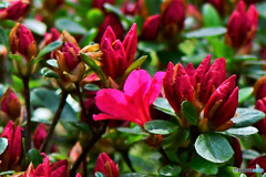 一輪のツツジの花が咲きました 22-212