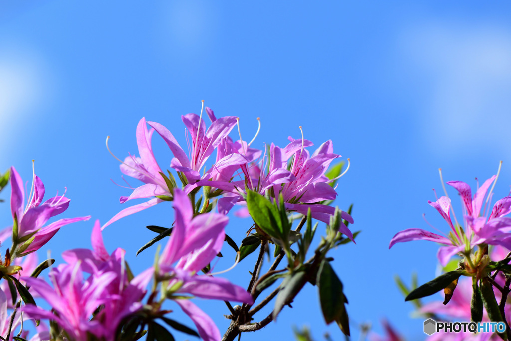 春に咲いた花  21-580