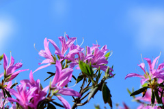 春に咲いた花  21-580