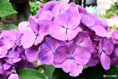 庭に咲いたあじさいの花 