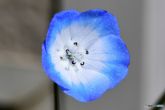  庭に咲いた春の花一輪 