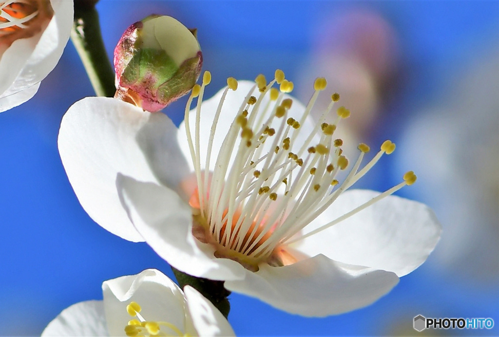 庭に咲いた白梅の花 23-054 