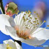 庭に咲いた白梅の花 23-054 