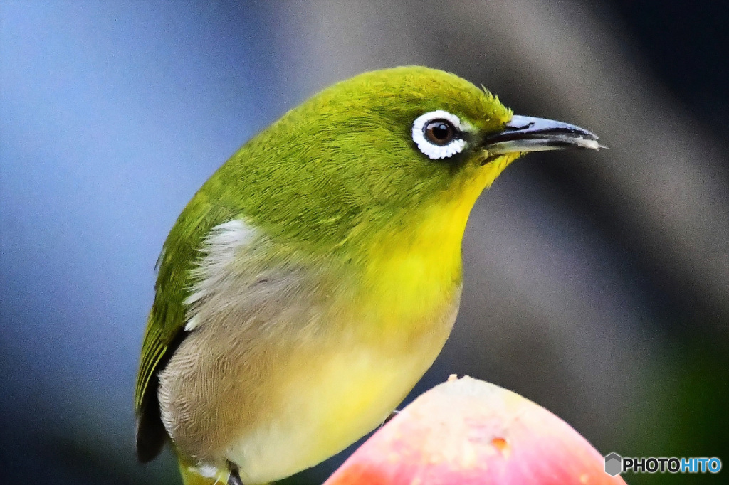 野山の鳥  21-282
