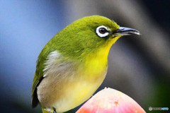 野山の鳥  21-282